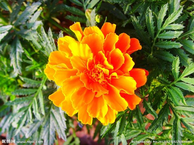 丑菊的花是什么样子的