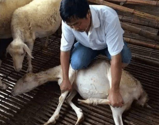 羊口蹄疫也会造成羊出现腿疼这种现象,羊口蹄疫主要发生在秋冬季节