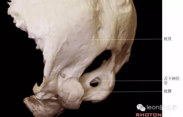 errior采集到舌下神经管