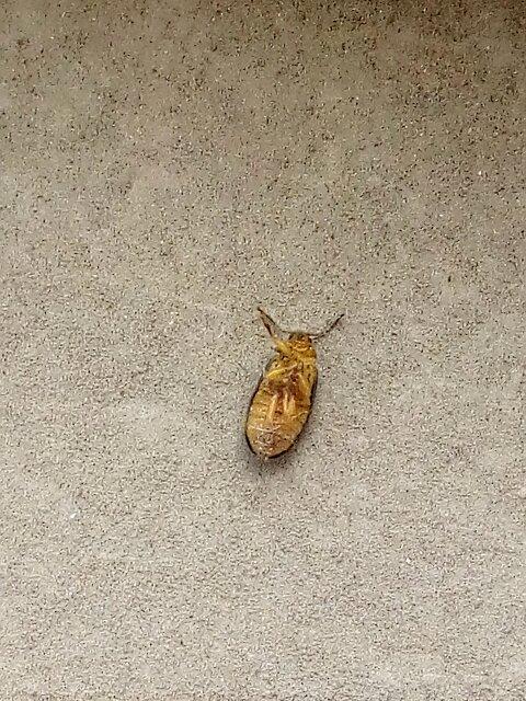 北方家里夏天会从窗户外面爬进来一种壳有一点绿色的虫子,死了流出黄