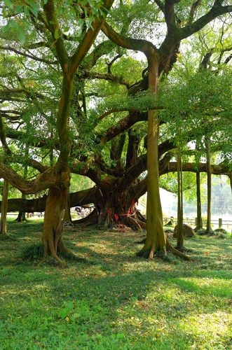 新线路,潮阳石岩寺,惠来魅力海岛之旅,加送独木成林古榕树一天游