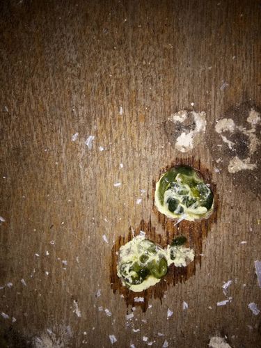 私家药,治鸽子拖食,积食,不消化,嗉囊炎.