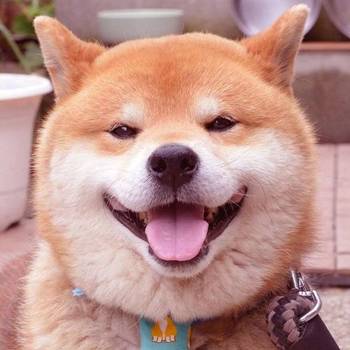 纯种柴犬幼犬 纯种 日本 柴犬幼犬秋田犬微笑柴犬活体宠物狗狗