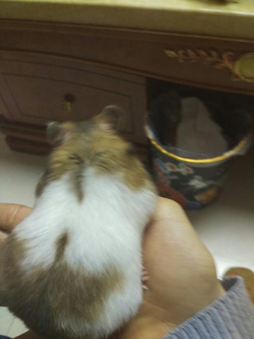 不知道我家养的虎纹熊有没有怀孕,已经5个月了