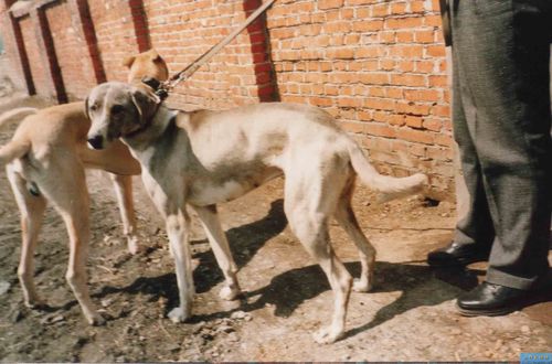 [转载]蒙古细犬 细犬中为数最少的一个品种