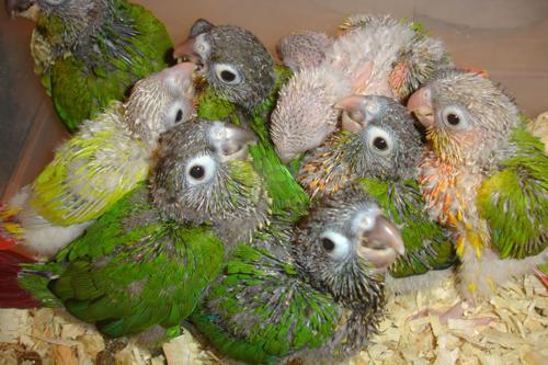 喜欢金太阳鹦鹉活体的还喜欢