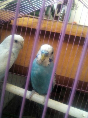 成年公虎皮鹦鹉鼻子有白色是否正常.