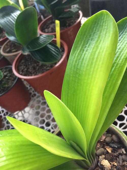 君子兰蜡膜水晶钢板腊玉 黄体兰花黄油匠短叶 微短2年