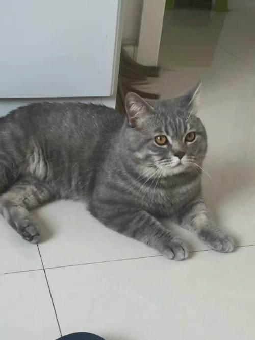 英短蓝虎斑猫求好主家!