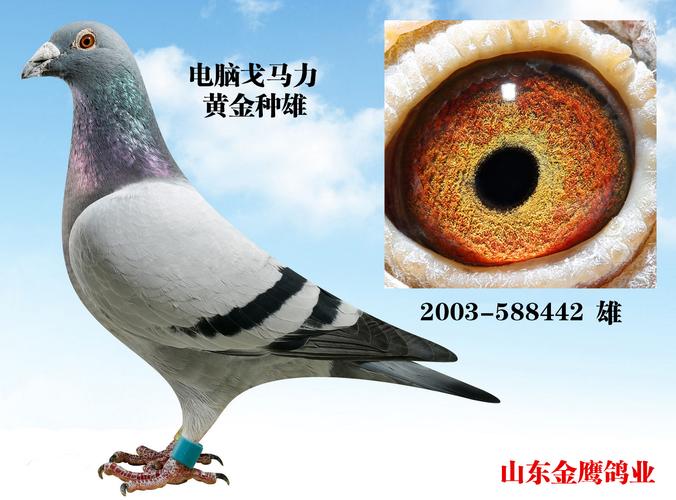 电脑戈马力