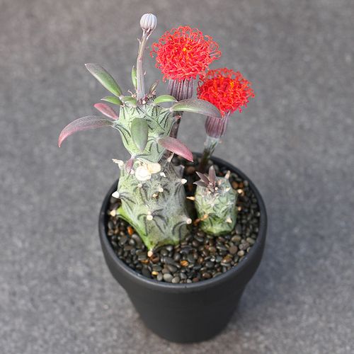 多肉植物 开花漂亮菊科无刺仙人柱仙人球多肉植物盆栽 普西利菊 植物