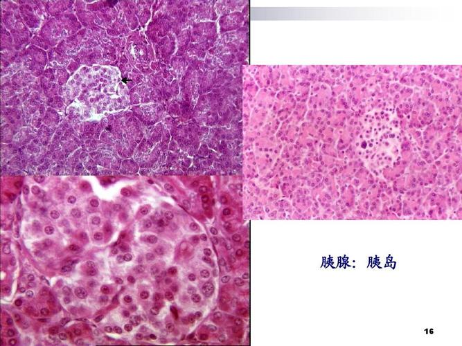 组织学与胚胎学切片图 ppt课件