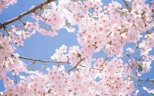 2018日本樱花季时间预测 京都必玩樱花线路 和服体验