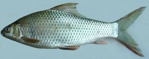 鲮鱼的介绍