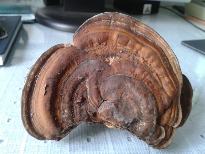 早上锻炼见到的 请大家看看是不是灵芝 有么有毒 能否