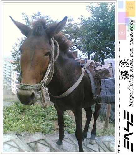 骡子_起在