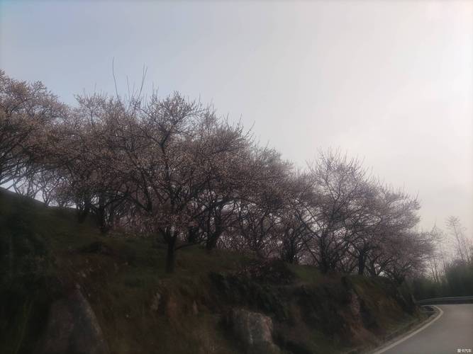 青梅又是花时节--大邑大坪观青梅花记-爱卡汽车网论坛