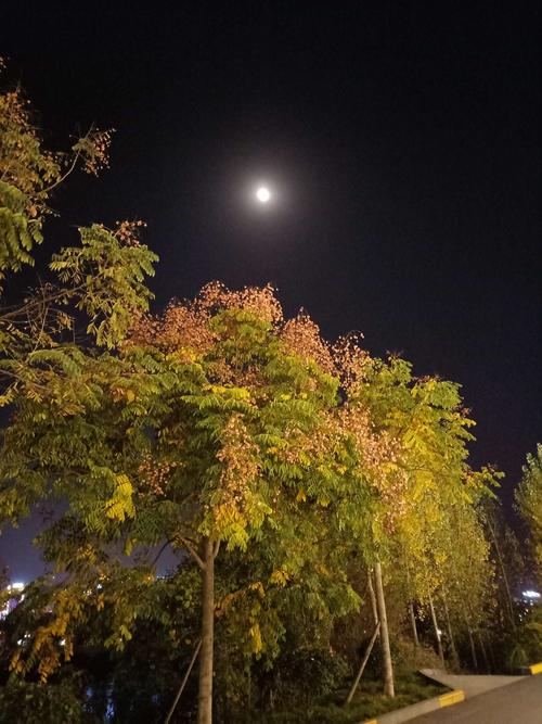 夜晚锻炼还能欣赏到如此美丽的风景很安逸!