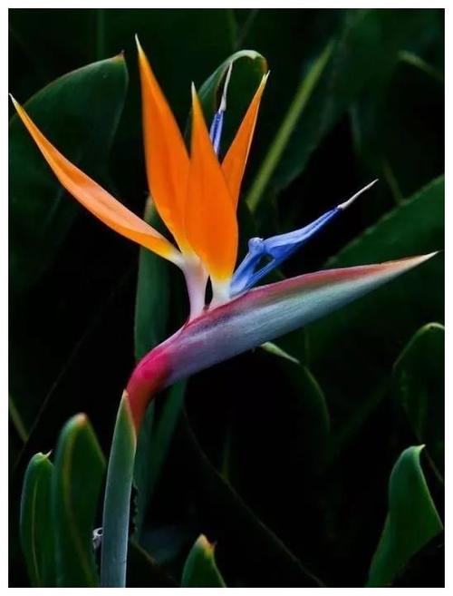 你的天堂鸟从来都不开花不怪你品种错了盆栽到老都不开