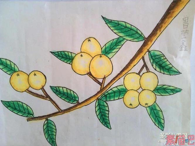 枇杷儿童画