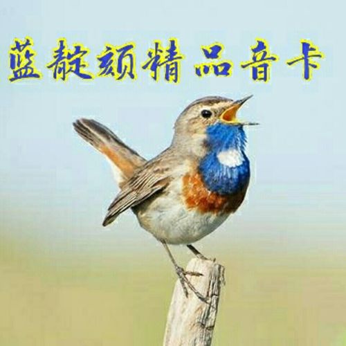 鸟叫声欣赏蓝靛颏精品音卡点颏声音内存卡高清纯正蓝