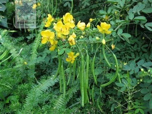 其它 正文  夏天,草决明在它秀挺的枝干上开出黄色的花来,花儿小巧而