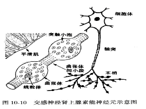 >>所属分类 >> 疾病  以下证据表明交感神经末梢释放的去甲肾上腺素