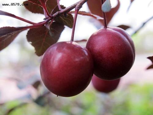 去公园玩好多人在摘绿化树紫叶李上的果子能吃么