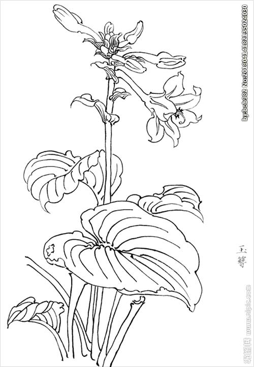 玉簪花线描玉簪花白描玉簪花图片