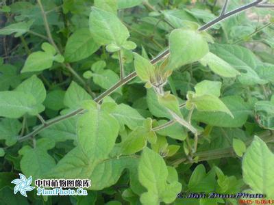 展开全部 像是白毛藤,一种药材.
