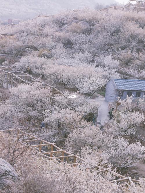 大崂樱桃谷94_樱花_佳能怎么样_旅行_青岛旅行_出行