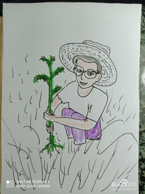 幼儿种菜简笔画