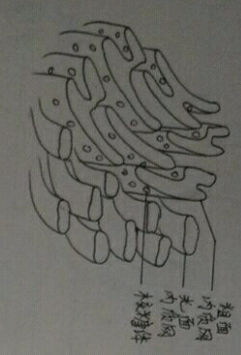 这个内质网丑吗?