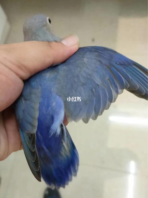 高纯紫罗兰,看这腰色,爱了爱了_牡丹_牡丹鹦鹉_宠物