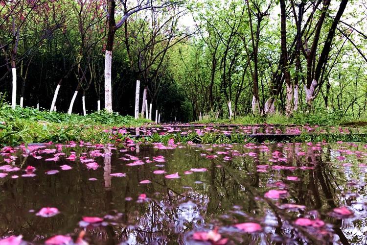 春风轻轻吹过,桃花的花瓣散落在池塘里,仿佛在等你洗浴.