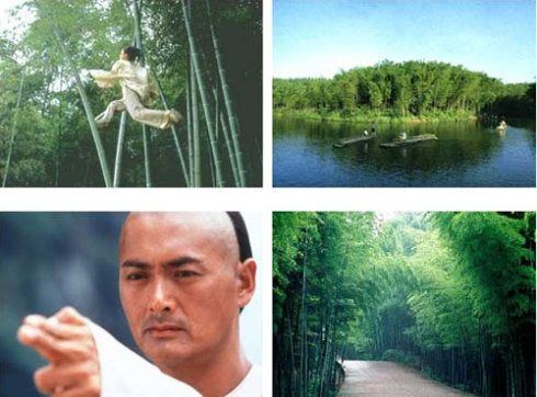 《卧虎藏龙》——蜀南竹海