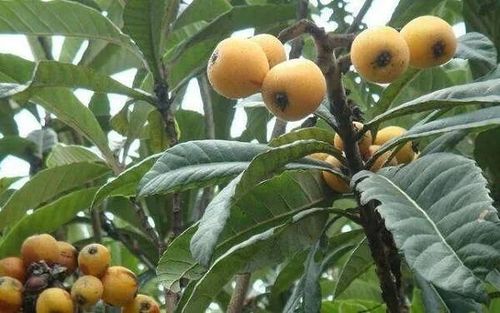 枇杷叶的功效与作用,枇杷叶的食用方法有哪些