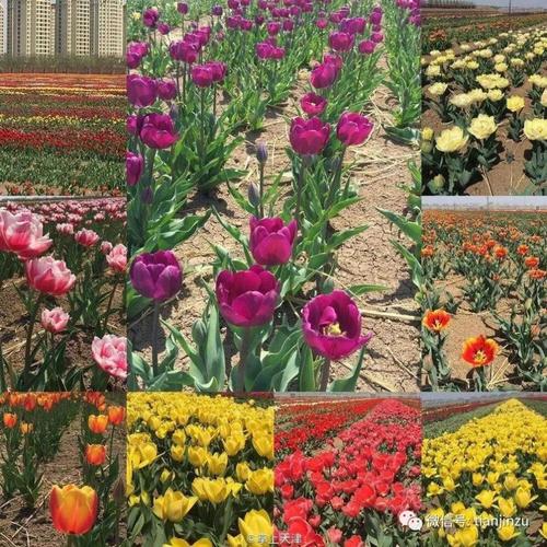 现在双街花卉博览园 郁金香也开放了