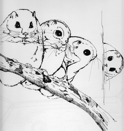 鼯鼠