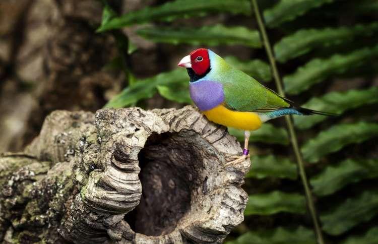 五彩文鸟(七彩文鸟最贵品种)