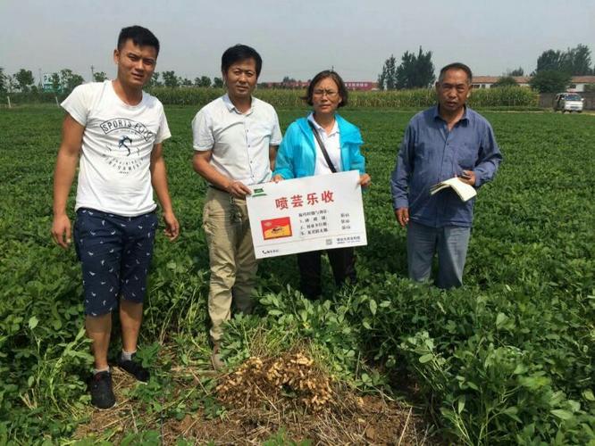 【纪实】芸乐收花生实地测产