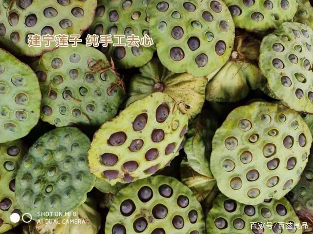 无需浸泡,直接炖煮,口口粉糯,健脾益胃,降火祛湿—建宁莲子