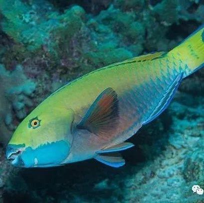 【rlyl物种说】今日--鹦鹉鹦嘴鱼(common parrotfish)