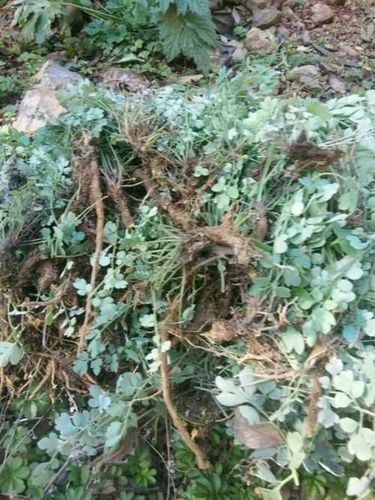 家中备有岩黄连,能治癌症和消炎 你认识岩黄连吗?