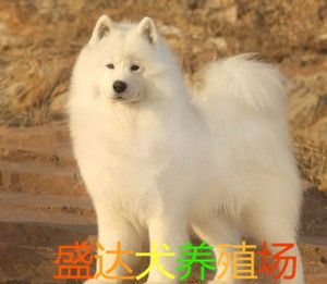 熊版萨摩耶幼犬