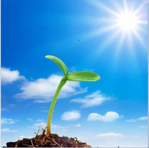 ppt 背景 壁纸 电脑桌面 发芽 绿色 绿色植物 嫩芽 嫩叶 新芽 植物