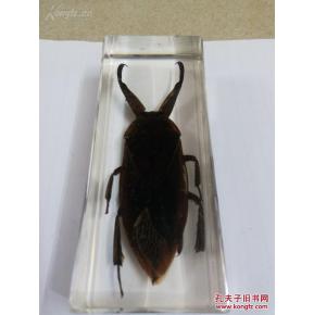 昆虫标本琥珀!水甲虫!