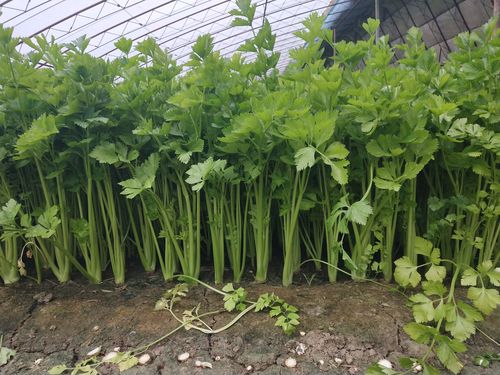 铁杆芹菜 60cm以上 大棚种植 0.5~1.0斤
