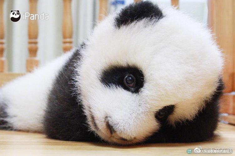 小熊猫未免也太可爱了bia!