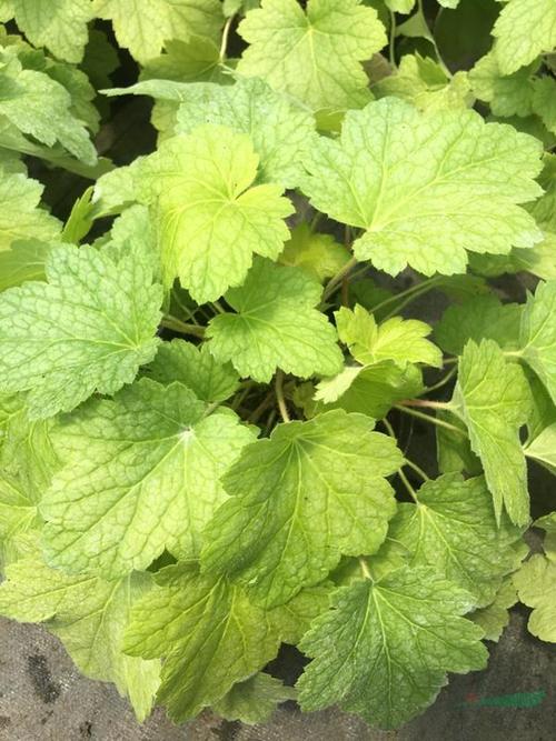 肾形草杯苗肾形草基地肾形草工程苗价格